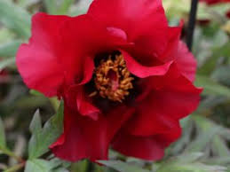 Honestly, the best time to transplant peonies is in september. Peonies 101 How To Transplant Grow And Divide Peonies Hgtv