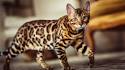 Best Exotic Cat Breeds | List of Most Unusual Cats