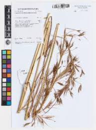 Image result for Hyparrhenia formosa