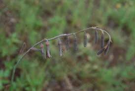 Image result for Dipcadi marlothii