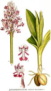 Image result for Satyrium chlorocorys