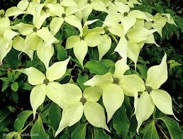 Flowering Dogwood Tree Care How To Plant And Prune Cornus Trees