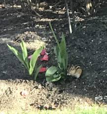 Combine a pint of water, a clove worth of minced garlic and 2 tbsp. How Do I Keep Squirrels Chipmunks From Eating My Tulip Blooms Toronto Master Gardeners