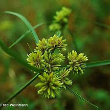 Image result for Cyperus platycaulis