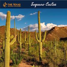 The saguaro cactus (carnegiea gigantea) is one of the defining plants of the sonoran desert. Texas Stereotypes And The Legend Of The Saguaro Cactus The Texas Distance Challenge
