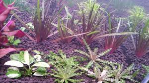 Image result for Eriocaulon buchananii