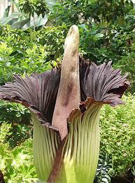 Image result for Amorphophallus abyssinicus