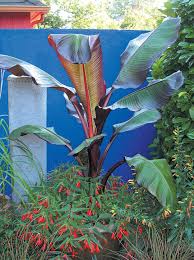 Pacific Horticulture Society The Oku Stone Courtyard Plants Begonia Boliviensis Tropical Plants