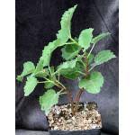 Image result for Ficus tettensis