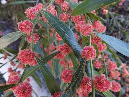 Image result for Acacia lasiopetala