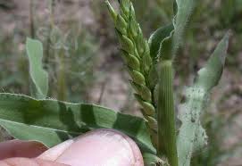 Image result for Sporobolus panicoides