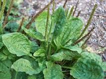 Plantain Weed: Benefits, Side Effects, and Uses