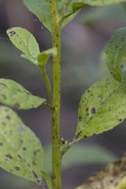 Image result for Ophrypetalum odoratum