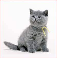 British Blue Kitten One Day Gorgeous Cats Cats Pretty Cats