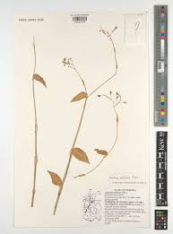 Image result for Aneilema pedunculosum