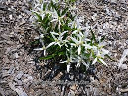 Clematis are low maintenance and will flower through spring and autumn. Clematis Hybrid Southern Stars Gardening With Angus