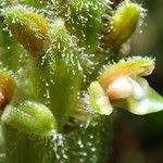 Image result for Platylepis glandulosa