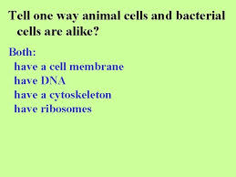 We did not find results for: Cells Structure Function Review What Is The Function