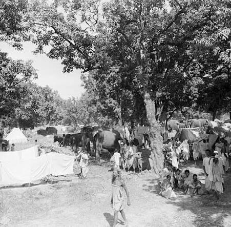 Elephants in Sonepur Cattle Fair, Bihar in 1952: This 1952 photograph captures the iconic Sonepur Cattle Fair in Bihar, where elephants once took center stage. Elephants were traded here for royal ceremonies,