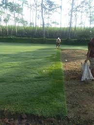 Jasa taman kami telah dipercaya dari konsumen individual, perusahaan swasta serta beberapa instansi pemerintah untuk melaksanakan proyek pengerjaan tanaman, rental taman, desain tanaman, pembuatan taman. Harga Jual Rumput Golf Termurah 2021 2022 Rumput Taman Malang