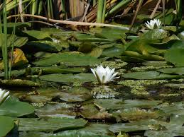 Image result for Nymphaea heudelotii