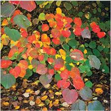 The large, dark burgundy leaves will not fade through the summer months. 10 Best Trees For Fall Foliage Color In Ct Barts Tree Service