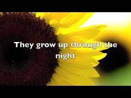 Song Du Jour The Sunflower Song By Nice Peter Http Bit Ly 1ope3jf Prayersfrommaria Rhymes Lyrics Flower Rhymes Song Lyrics