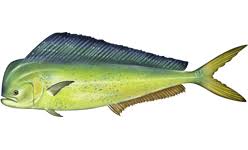 Living on an island, you cannot go wrong with fish tacos. Mahi Mahi Wikipedia