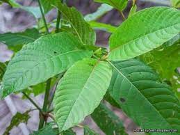 Dinyatakan ranking pertama adalah daun ketum urat hijau (46.5%), ke 2 adalah daun ketum urat merah (37.6%), ke 3 adalah daun jenis halus (3.4%), ke 4 daun ketum bawal (34.7%), ke 5 daun ketum ekor babi (32.9%) dan ke 6 adalah daun ketum hitam (23.8%). Khasiat Daun Ketum Yang Orang Ramai Tidak Tahu Kifarah Media