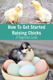 How To Get Started Raising Chicks: A Beginner's Guide