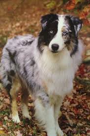 Black And Tan Australian Shepherd English Shepherd Pin By Courtney Perrault On Australian Shepherd Australian Shepherd Dogs Aussie Dogs