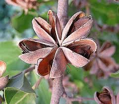Image result for Quillaja saponaria