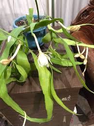Some common variations are the beavertail prickly pear and the indian fig prickly pear. Dutchman S Pipe Cactus Furniture Home Living Gardening Plants Seeds On Carousell