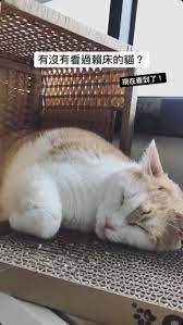 pin by man ching on 黃阿瑪的後宮生活的8位成員招弟三腳soles嚕嚕柚子浣腸小花 cats animals