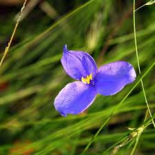 Image result for Aptosimum junceum