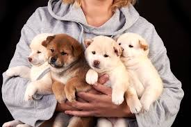 500 qantas points will be. Coronavirus Pandemic Breeding Creativity In Pet Industry Pet Industry News