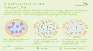 Protease inhibitor (pharmacology) — for natural protease inhibitors, please see protease inhibitor (biology) protease inhibitors (pis) are a class of medications used to treat or prevent infection by. Understanding Protease Inhibitor Cocktails Deep Overview Goldbio