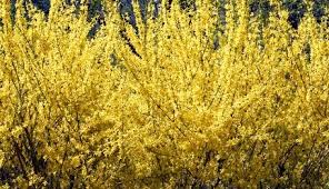 Forsythia Shrub Care Ehow Shrubs For Landscaping Hedges Privacy Hedge