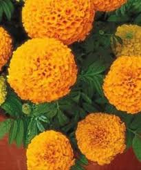Manfaat ajaib dari bunga marigold mengarah ke berbagai khasiat kesehatan. Jual Benih Bunga Marigold Beautiful 008 Bisi 10 Biji Bibitbunga Com
