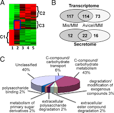 The cell wall is a rigid and protective outer covering commonly found in both prokaryotic and eukaryotic organisms such as plants, fungi, algae, bacteria, and archaea, but is absent in all animal cells. Systems Analysis Of Plant Cell Wall Degradation By The Model Filamentous Fungus Neurospora Crassa Pnas
