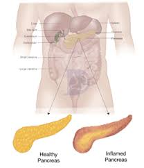 Image result for pancreas location