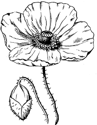 Poppy Clipart Etc Poppy Flower Drawing Poppy Drawing Flower Drawing
