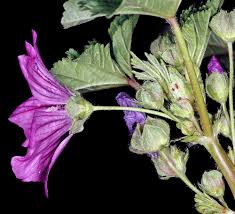 Image result for Malva