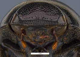 Image result for Empogona sp. A