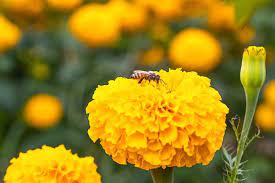 Bees are attracted to flowers, but they are more attracted to some flowers than others. Do Marigolds Attract Bees And Why If So The Practical Planter