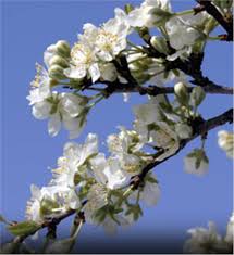 Image result for plum tree blossoms pictures