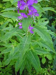Image result for Ocimum angustifolium