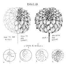 Alice On Instagram Dahlia Dahlias A Flower Full Of Petals For This Reason Drawing A Dah Flower Drawing Tutorials Flower Drawing Flower Art Drawing