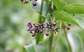 Find the perfect heart shape vine leaf stock photo. Invasive Vine Spotted In Northern Michigan Poisons Monarch Caterpillars Michigan Radio