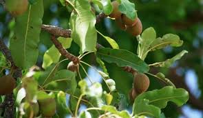 Quels Sont Les Bienfaits Du Beurre De Karite Pour Votre Sante Et Beaute Beurre De Karite Sante Et Beaute Karite